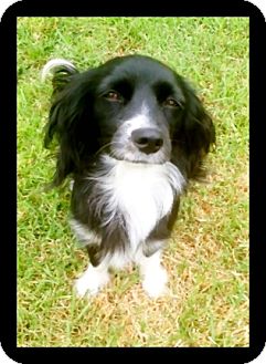 Cocker Spaniel Mix Dog for Sale in Irvine, California - CANDY Cocker Spaniel Mix Dog for Sale in Irvine, California - CANDY