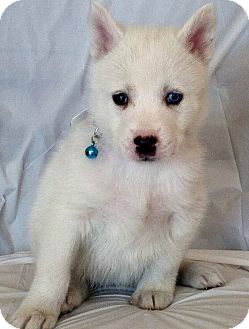 Siberian Husky Puppy for Sale in Thousand Oaks, California - Sapphire Siberian Husky Puppy for Sale in Thousand Oaks, California - Sapphire