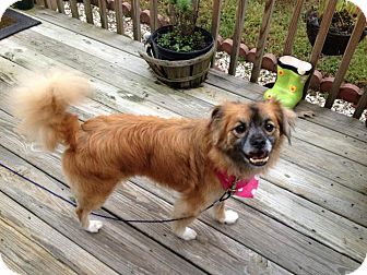 Pekingese Mix Dog for Sale in Indian Trail, North Carolina - Sunny Pekingese Mix Dog for Sale in Indian Trail, North Carolina - Sunny