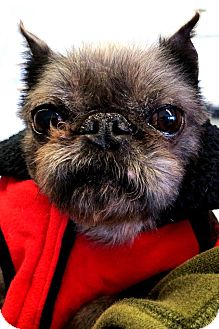 Brussels Griffon Dog for Sale in Princeton, Kentucky - Porky Brussels Griffon Dog for Sale in Princeton, Kentucky - Porky