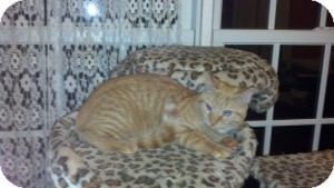 Domestic Shorthair Kitten for Sale in Raritan, New Jersey - Scamp Domestic Shorthair Kitten for Sale in Raritan, New Jersey - Scamp
