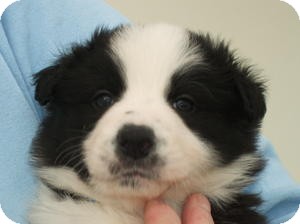 Great Pyrenees/Golden Retriever Mix Puppy for Sale in La Mirada, California - Nolan Great Pyrenees/Golden Retriever Mix Puppy for Sale in La Mirada, California - Nolan