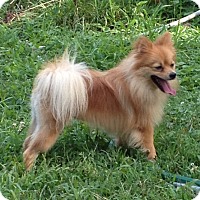 Kansas City Mo Pomeranian Meet Polly Anna A Pet For Adoption