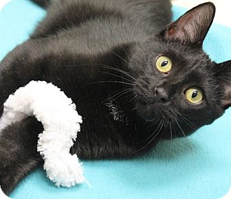 Bombay Kitten for Sale in Chicago, Illinois - Tai Bombay Kitten for Sale in Chicago, Illinois - Tai