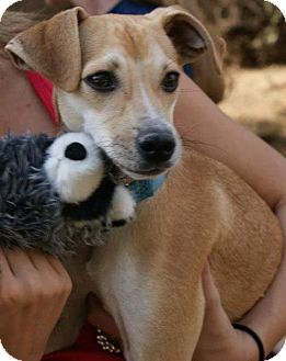 Chihuahua/Italian Greyhound Mix Dog for Sale in Scottsdale, Arizona - Hogi Chihuahua/Italian Greyhound Mix Dog for Sale in Scottsdale, Arizona - Hogi