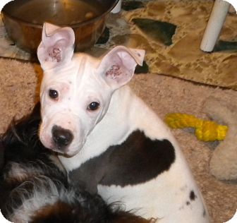 American Pit Bull Terrier/American Staffordshire Terrier Mix Puppy for Sale in Hazard, Kentucky - Bianca American Pit Bull Terrier/American Staffordshire Terrier Mix Puppy for Sale in Hazard, Kentucky - Bianca