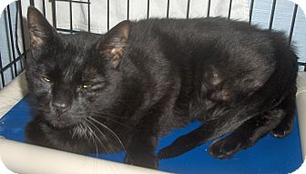 Domestic Shorthair Cat for Sale in Middletown, Connecticut - Midnight Domestic Shorthair Cat for Sale in Middletown, Connecticut - Midnight