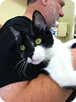 Domestic Shorthair Cat for Sale in Riverhead, New York - George Domestic Shorthair Cat for Sale in Riverhead, New York - George