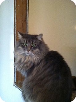 Maine Coon Cat for Sale in South Chesterfield, Virginia - Savannah Maine Coon Cat for Sale in South Chesterfield, Virginia - Savannah