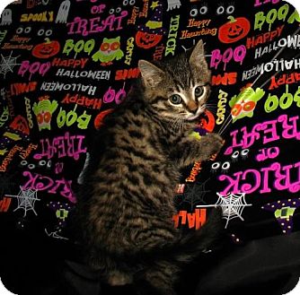 Domestic Shorthair Kitten for Sale in Oxford, New York - Cal Domestic Shorthair Kitten for Sale in Oxford, New York - Cal