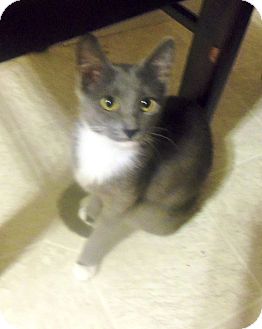 Domestic Mediumhair Cat for Sale in Simi Valley, California - Lily Domestic Mediumhair Cat for Sale in Simi Valley, California - Lily