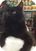 Domestic Mediumhair Kitten for Sale in Modesto, California - Wiley Domestic Mediumhair Kitten for Sale in Modesto, California - Wiley