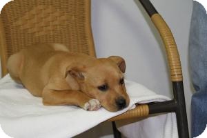 Labrador Retriever/Boxer Mix Puppy for Sale in Marlton, New Jersey - Rosie Labrador Retriever/Boxer Mix Puppy for Sale in Marlton, New Jersey - Rosie