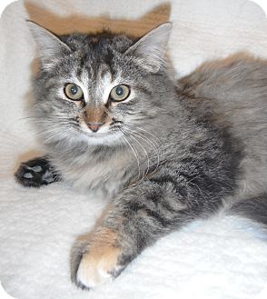 Domestic Longhair Kitten for Sale in Jackson, Michigan - Cleo Domestic Longhair Kitten for Sale in Jackson, Michigan - Cleo