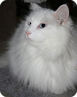 Domestic Longhair Cat for Sale in Plainville, Massachusetts - Nimbus Domestic Longhair Cat for Sale in Plainville, Massachusetts - Nimbus