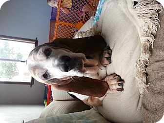 Basset Hound Dog for Sale in Atascadero, California - Sadie Basset Hound Dog for Sale in Atascadero, California - Sadie