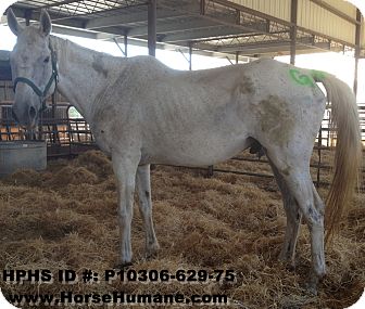 Quarterhorse Mix for Sale in Bangor, California - Tucker Quarterhorse Mix for Sale in Bangor, California - Tucker