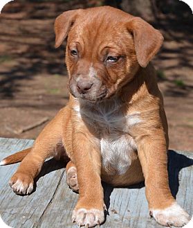 Blue Heeler/Boxer Mix Puppy for Sale in Washington, D.C. - Carrie Blue Heeler/Boxer Mix Puppy for Sale in Washington, D.C. - Carrie