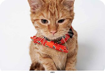 Domestic Shorthair Kitten for Sale in New York, New York - James Domestic Shorthair Kitten for Sale in New York, New York - James
