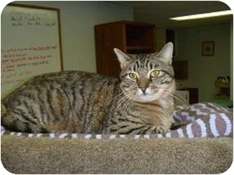 Domestic Shorthair Cat for Sale in Hamburg, New York - Bruno Domestic Shorthair Cat for Sale in Hamburg, New York - Bruno