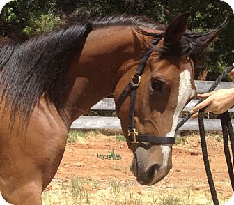 Paint/Pinto Mix for Sale in Bangor, California - Cayenne Peper (Ky) Paint/Pinto Mix for Sale in Bangor, California - Cayenne Peper (Ky)
