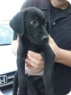 Retriever (Unknown Type) Mix Puppy for Sale in Oldsmar, Florida - Carmen Retriever (Unknown Type) Mix Puppy for Sale in Oldsmar, Florida - Carmen