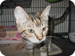 Domestic Shorthair Kitten for Sale in Shelton, Washington - Jolie Domestic Shorthair Kitten for Sale in Shelton, Washington - Jolie