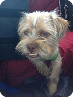 Norfolk Terrier Mix Dog for Sale in Las Vegas, Nevada - Mr Muggs Norfolk Terrier Mix Dog for Sale in Las Vegas, Nevada - Mr Muggs