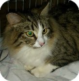 Maine Coon Cat for Sale in Modesto, California - Two Toes Maine Coon Cat for Sale in Modesto, California - Two Toes