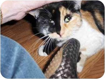 Calico Cat for Sale in La Canada Flintridge, California - Snickers Calico Cat for Sale in La Canada Flintridge, California - Snickers