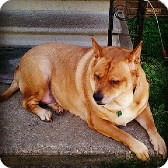 Chow Chow Mix Dog for Sale in Lisbon, Ohio - Kayden Chow Chow Mix Dog for Sale in Lisbon, Ohio - Kayden
