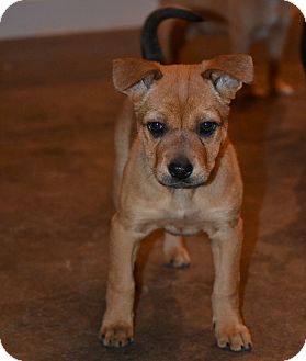 Shepherd (Unknown Type)/Boxer Mix Puppy for Sale in Glastonbury, Connecticut - Lucy~meet me~ Shepherd (Unknown Type)/Boxer Mix Puppy for Sale in Glastonbury, Connecticut - Lucy~meet me~