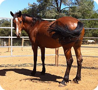 Quarterhorse Mix for Sale in El Dorado Hills, California - Thea Quarterhorse Mix for Sale in El Dorado Hills, California - Thea