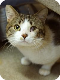 Domestic Shorthair Cat for Sale in Medford, Massachusetts - Grover Domestic Shorthair Cat for Sale in Medford, Massachusetts - Grover