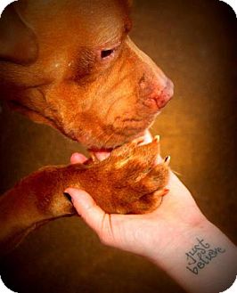 American Pit Bull Terrier Mix Dog for Sale in Birmingham, Alabama - Ruby American Pit Bull Terrier Mix Dog for Sale in Birmingham, Alabama - Ruby