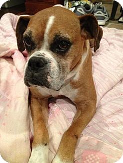 Boxer Mix Dog for Sale in Danbury, Connecticut - Bertha Boxer Mix Dog for Sale in Danbury, Connecticut - Bertha