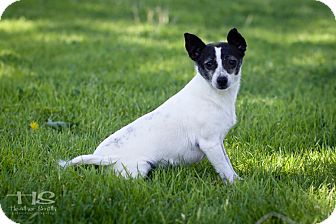 Chihuahua Mix Dog for Sale in Yuba City, California - Jessie (Community Dog) Chihuahua Mix Dog for Sale in Yuba City, California - Jessie (Community Dog)