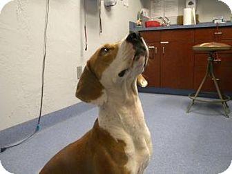 Beagle Mix Dog for Sale in Gainesville, Florida - Brittany Beagle Mix Dog for Sale in Gainesville, Florida - Brittany