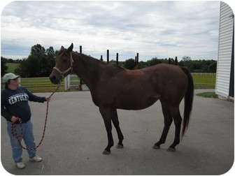 Thoroughbred Mix for Sale in Lexington, Kentucky - Daisy Mae Thoroughbred Mix for Sale in Lexington, Kentucky - Daisy Mae