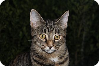 Domestic Shorthair Kitten for Sale in Forked River, New Jersey - Mazzy Domestic Shorthair Kitten for Sale in Forked River, New Jersey - Mazzy