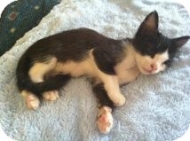 Domestic Mediumhair Kitten for Sale in Mesa, Arizona - Pudding Domestic Mediumhair Kitten for Sale in Mesa, Arizona - Pudding