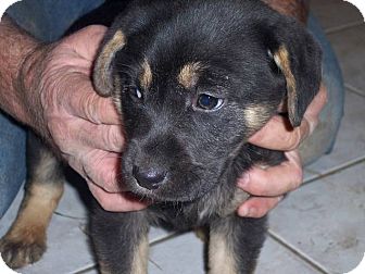 German Shepherd Dog/Labrador Retriever Mix Puppy for Sale in Germantown, Maryland - Greta German Shepherd Dog/Labrador Retriever Mix Puppy for Sale in Germantown, Maryland - Greta