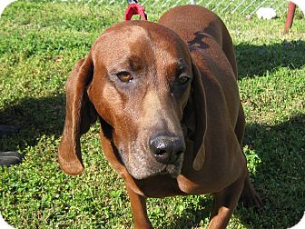 Redbone Coonhound Dog for Sale in Washington, D.C. - Ruby Redbone Coonhound Dog for Sale in Washington, D.C. - Ruby