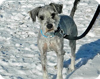 Schnauzer (Miniature) Mix Dog for Sale in Cheyenne, Wyoming - Abel Schnauzer (Miniature) Mix Dog for Sale in Cheyenne, Wyoming - Abel