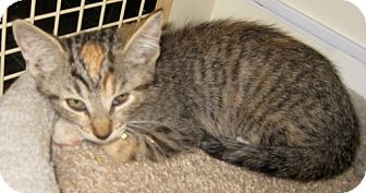 Bengal Kitten for Sale in Dallas area, Texas - Brunet Bengal Kitten for Sale in Dallas area, Texas - Brunet