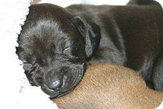 Dachshund Mix Puppy for Sale in Marietta, Georgia - Myhrr Dachshund Mix Puppy for Sale in Marietta, Georgia - Myhrr