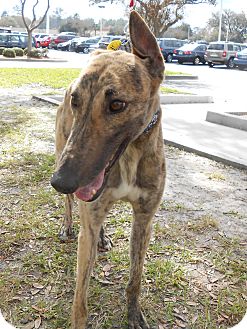 Greyhound Dog for Sale in Gainesville, Florida - Idol Greyhound Dog for Sale in Gainesville, Florida - Idol