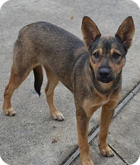 German Shepherd Dog Mix Dog for Sale in Houston, Texas - Austina German Shepherd Dog Mix Dog for Sale in Houston, Texas - Austina