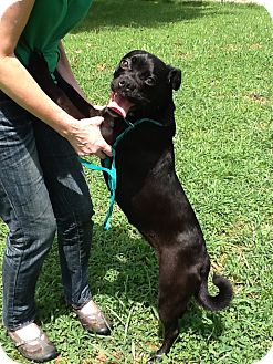 Boston Terrier/Pug Mix Dog for Sale in Raleigh, North Carolina - Penelope Boston Terrier/Pug Mix Dog for Sale in Raleigh, North Carolina - Penelope