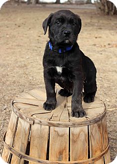 Labrador Retriever/Newfoundland Mix Puppy for Sale in Westminster, Colorado - Olaf Labrador Retriever/Newfoundland Mix Puppy for Sale in Westminster, Colorado - Olaf